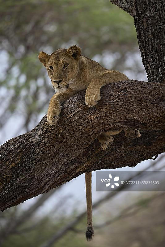 坦桑尼亚塔兰吉雷国家公园树上警惕的成年雌狮图片素材