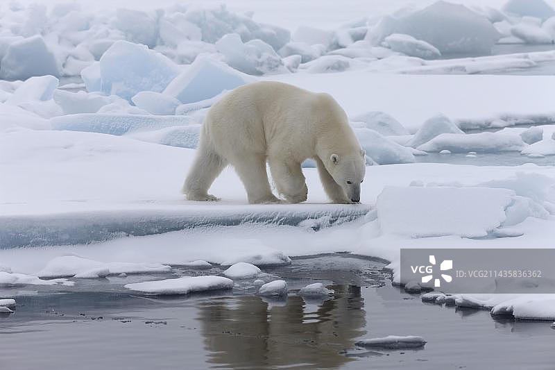 北极熊幼崽在冰缘的浮冰上，有水面倒影，斯瓦尔巴群岛图片素材