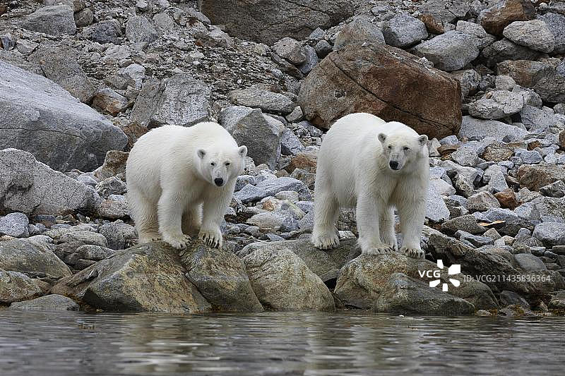 斯瓦尔巴群岛：水边巨石上的北极熊母子图片素材