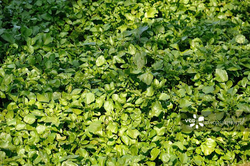 维勒莱罗斯的豆瓣菜图片素材