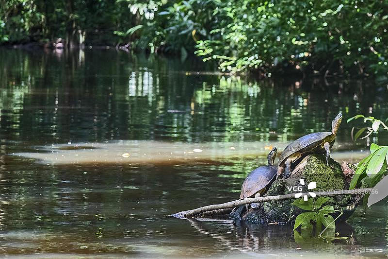 科斯塔黎加托尔图格罗国家公园的黑木纹龟图片素材
