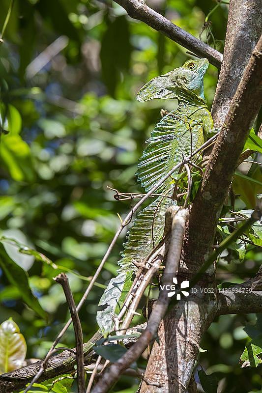 哥斯达黎加托尔图格罗国家公园，雄性绿鬣蜥图片素材