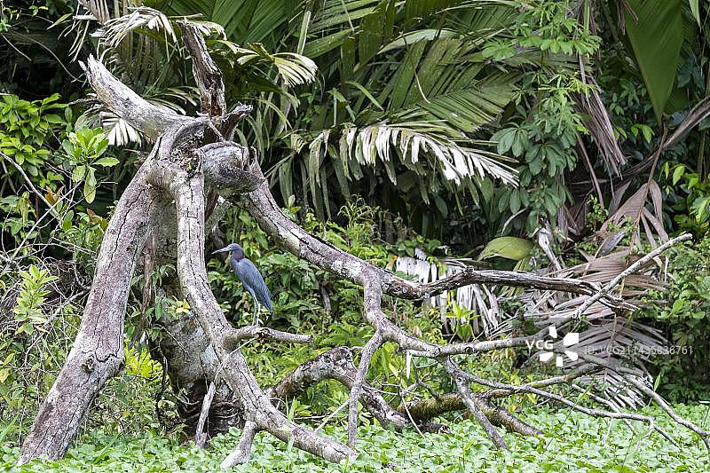 托尔图格罗国家公园，哥斯达黎加，一只蓝色苍鹭图片素材