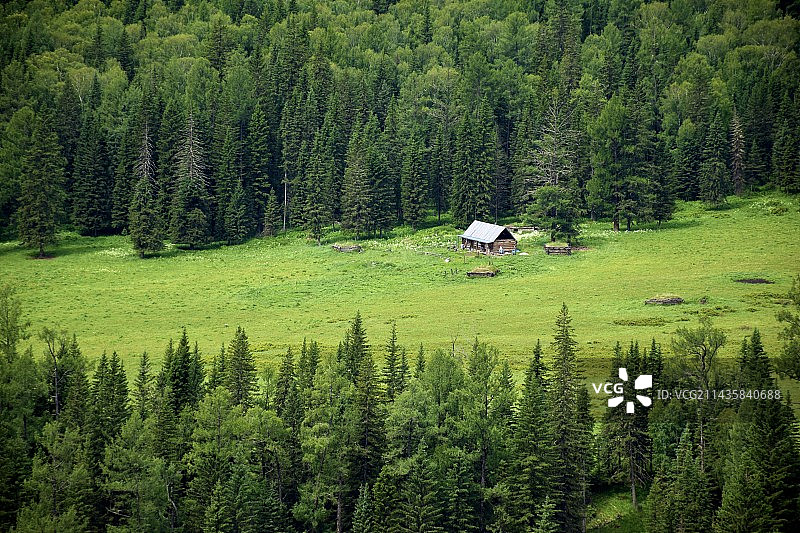 新疆喀纳斯夏日的林中小屋图片素材