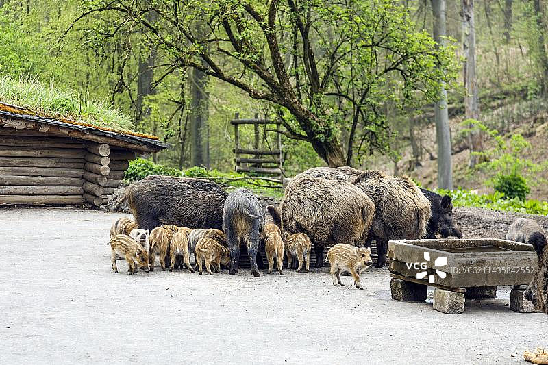 德国北莱茵-威斯特法伦杜塞尔多夫格拉芬贝格森林公园野猪（Sus scrofa）与幼崽图片素材