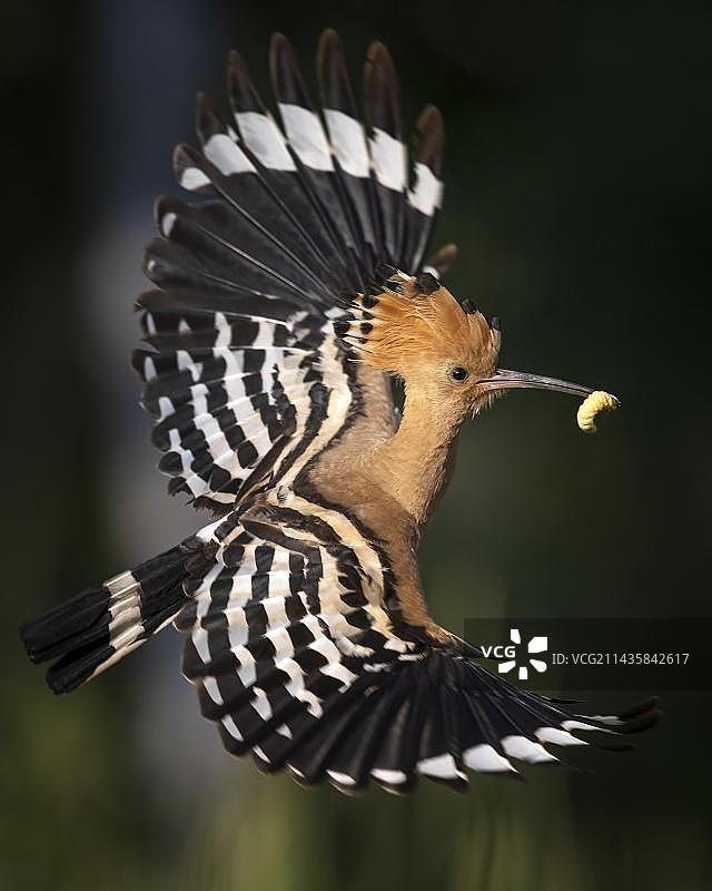 戴胜鸟（年度鸟类）嘴里叼着乌鸦图片素材