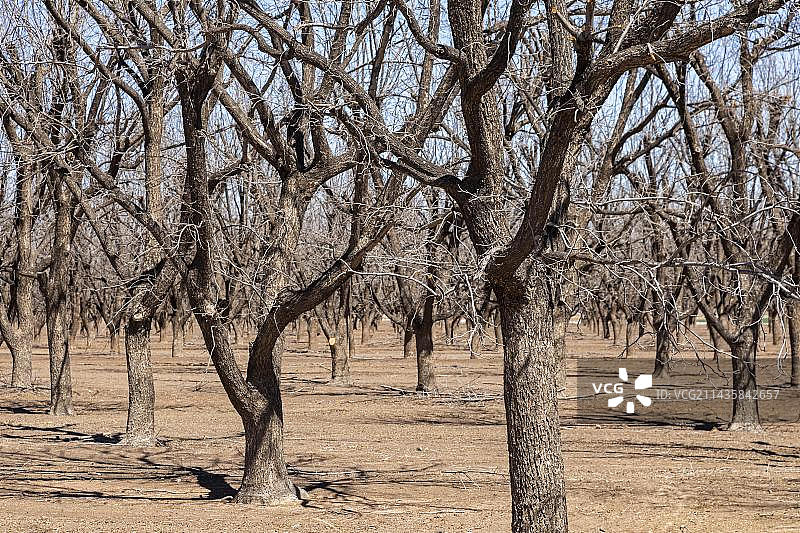 新墨西哥州阿尔特西亚，冬季极度干旱中需水量大的美洲山核桃树图片素材