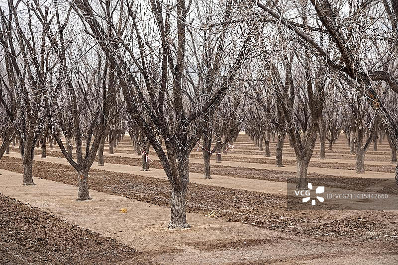 新墨西哥州德里：冬季缺水的山核桃树生长在新墨西哥沙漠的严重干旱中图片素材