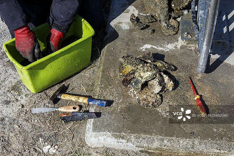 在德国石勒苏益格-荷尔斯泰因州北弗里斯兰的北海沿岸收集野生牡蛎图片素材
