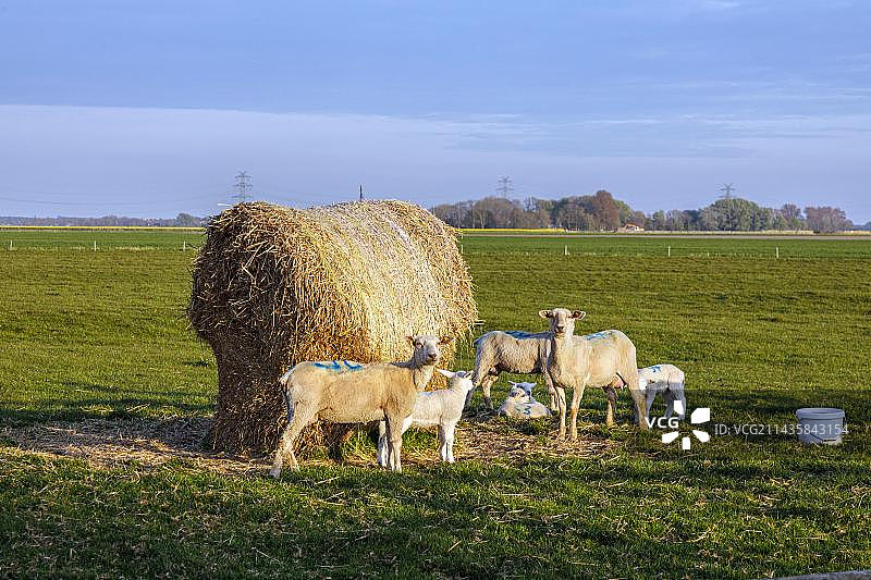 德国石勒苏益格-荷尔斯泰因州韦尔登的羊群和小羊羔图片素材