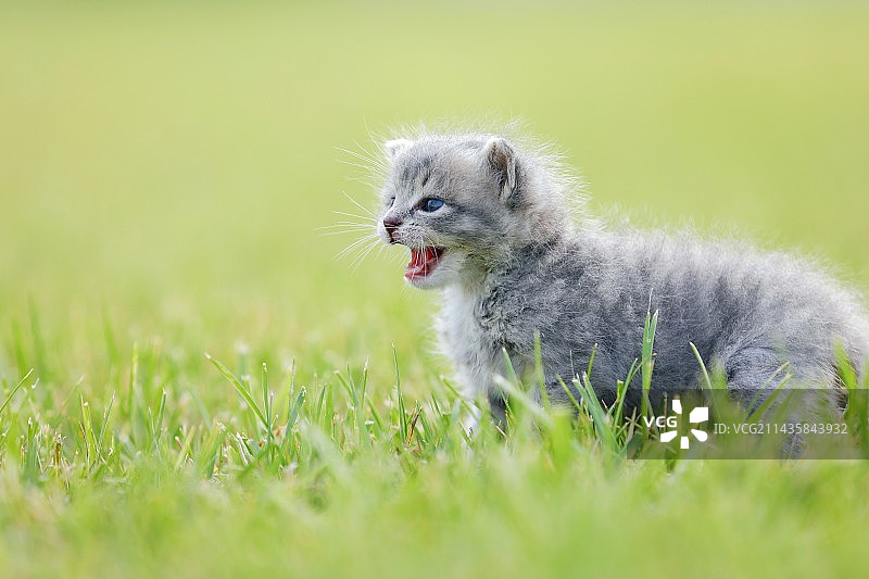 草地上的小猫图片素材