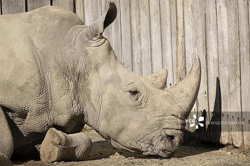 圈养的白犀牛图片素材