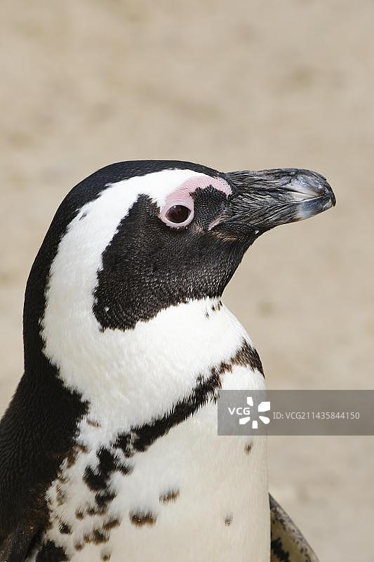非洲企鹅特写，人工饲养，德国北莱茵-威斯特法伦州图片素材
