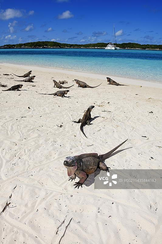 阿伦斯礁上的岩石鬣蜥，中美洲巴哈马埃克苏马群岛图片素材
