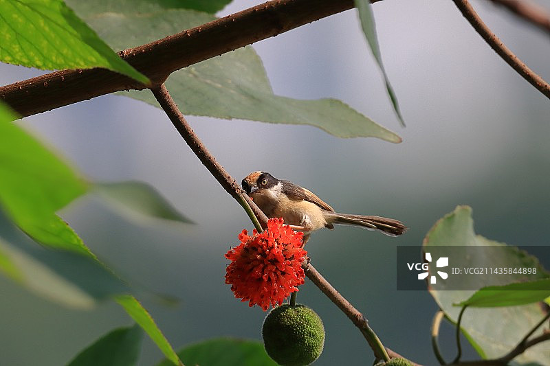 红头长屋山雀图片素材