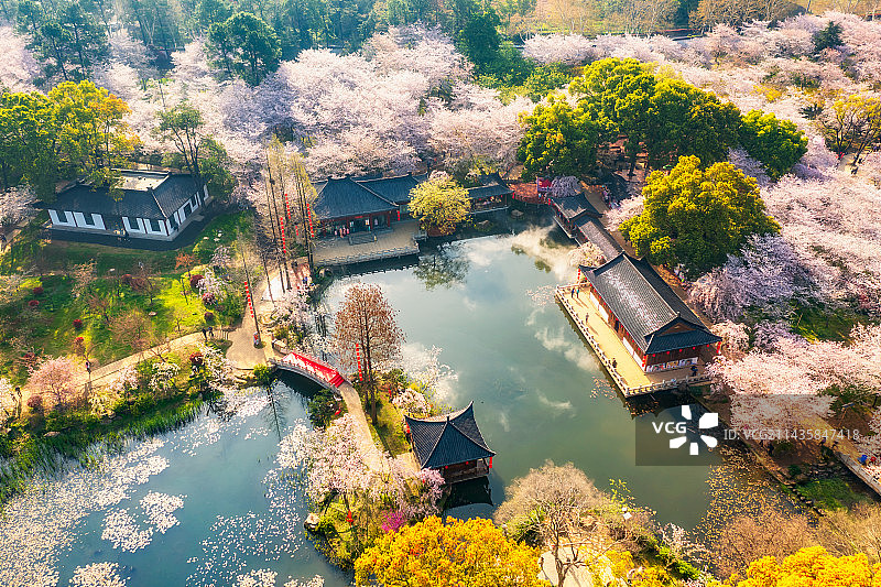 湖北省武汉市东湖磨山樱园（东湖樱花园）春季户外风光航拍鸟瞰图图片素材