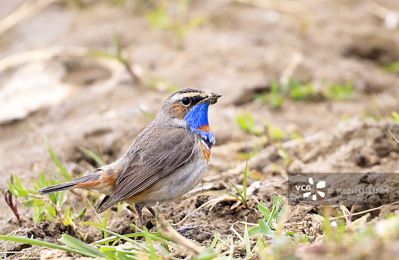 蓝喉歌鸲特写图片素材