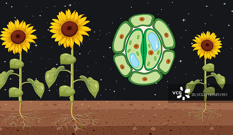 具有关闭气孔的向日葵图片素材