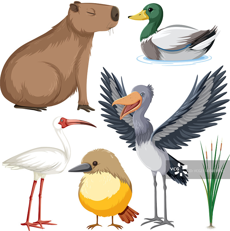 湿地动物合集图片素材