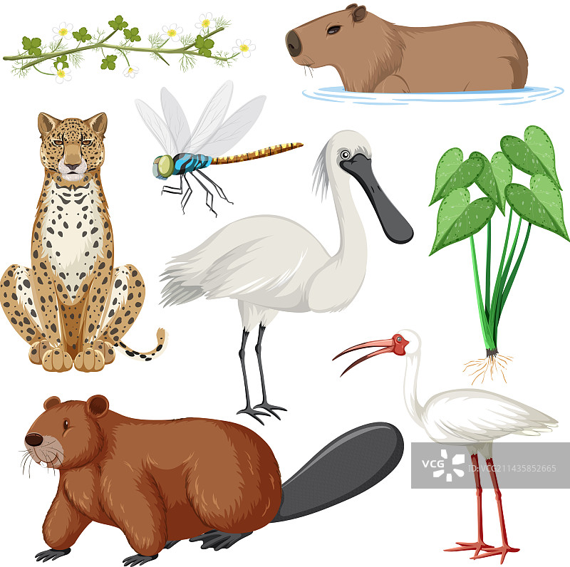 湿地动物合集图片素材