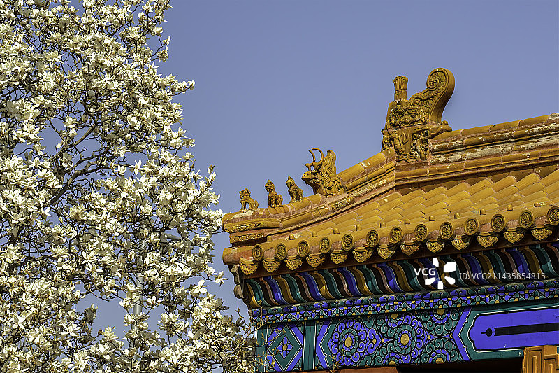 北京地坛公园古建筑和玉兰花图片素材