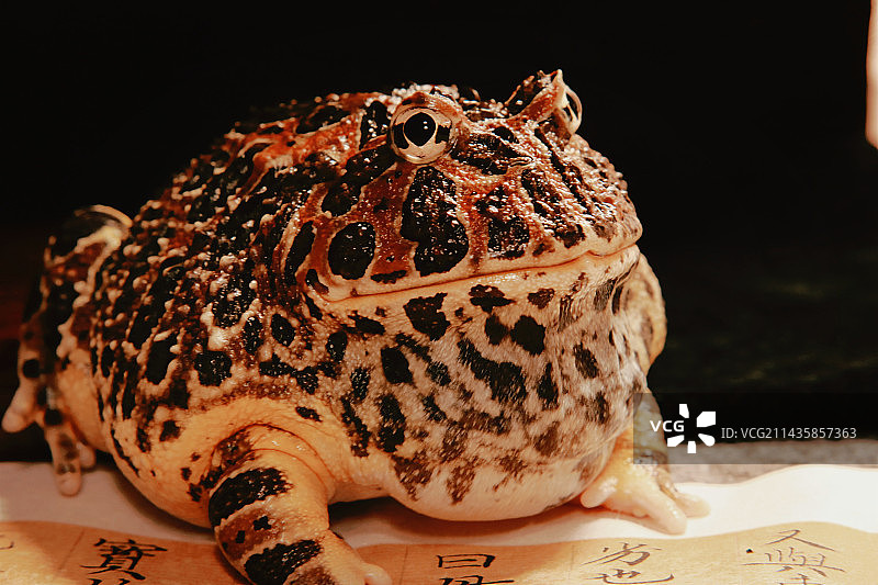 钟角蛙图片素材