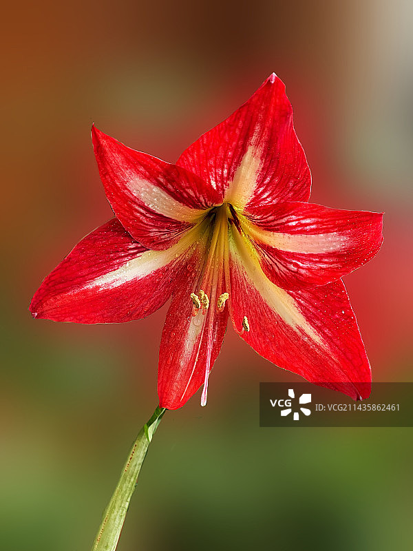 朱顶红花开红艳艳图片素材