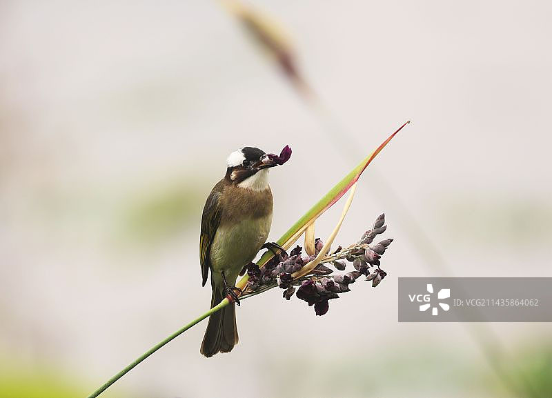 白头鹎图片素材