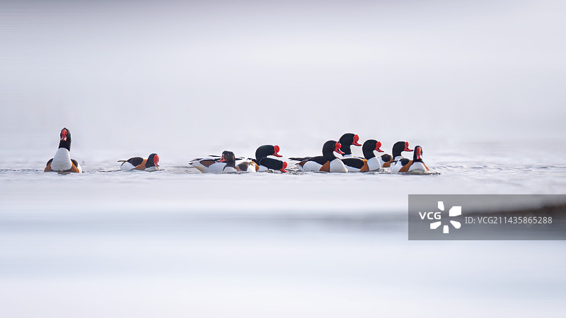 一群翘鼻麻鸭栖息在水面上图片素材