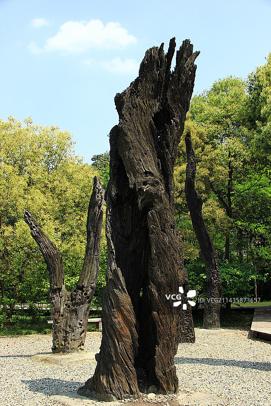 中国四川成都金沙遗址祭祀区出土的乌木图片素材