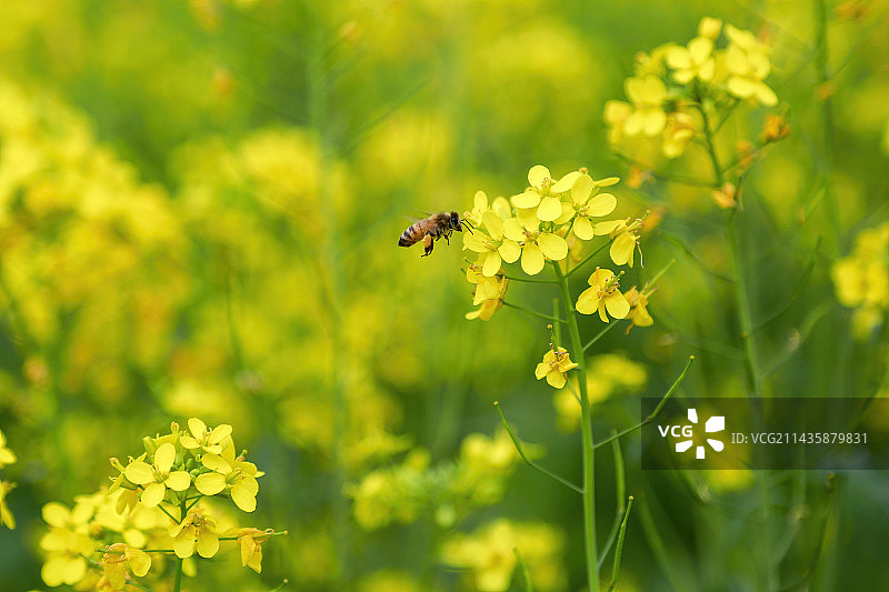 五月花海图片素材