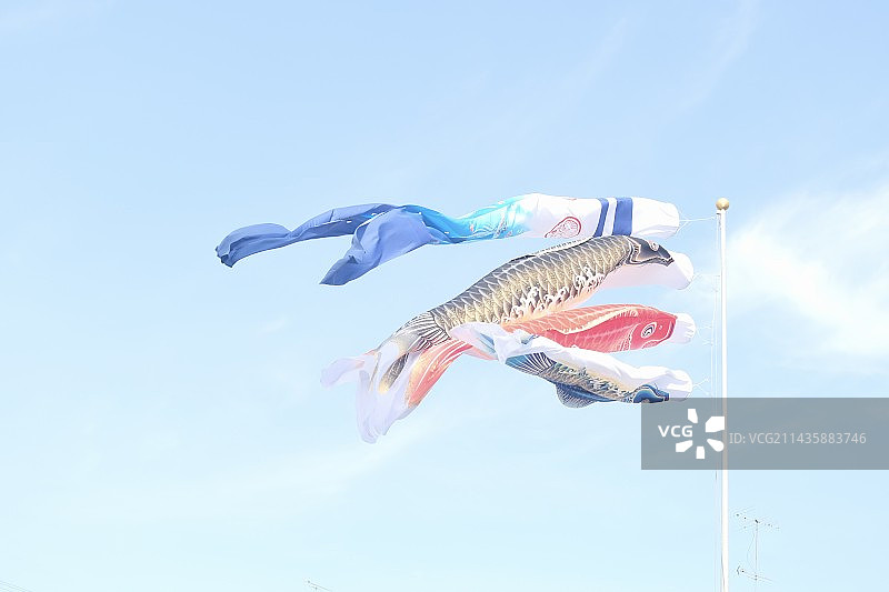 鲤鱼旗在蓝天上飞翔的低角度视图图片素材