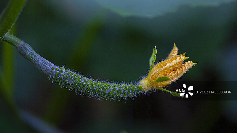 黄瓜 cucumber图片素材