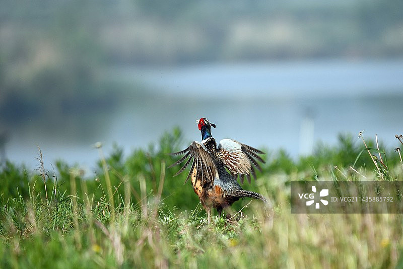 雄鸡一唱图片素材