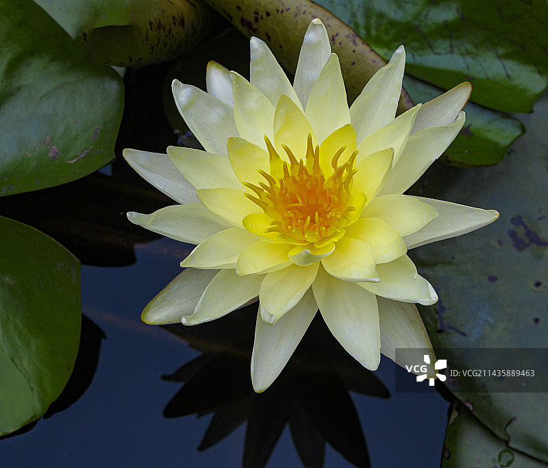 初夏盛开的睡莲图片素材