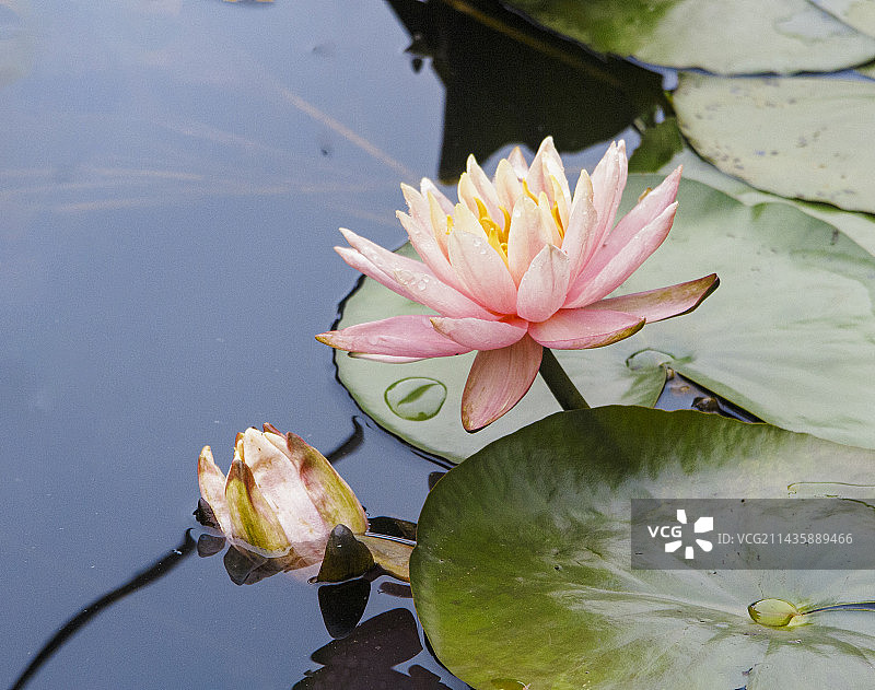 初夏盛开的睡莲图片素材