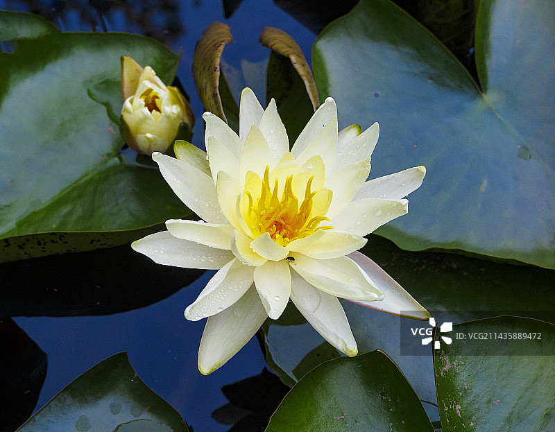 初夏盛开的睡莲图片素材