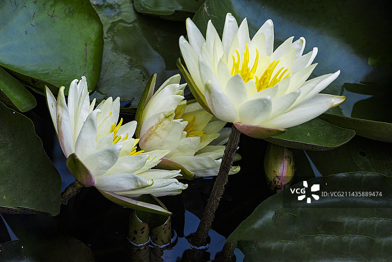 初夏盛开的睡莲图片素材