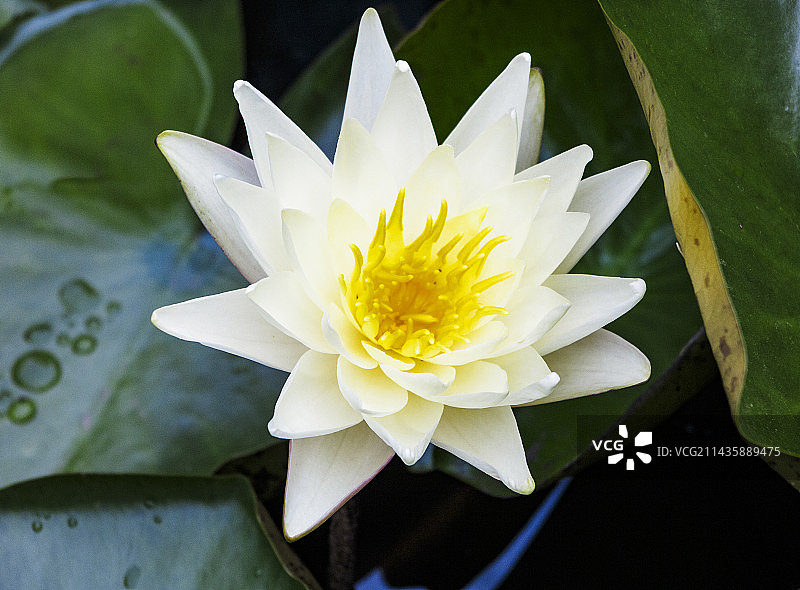 初夏盛开的睡莲图片素材