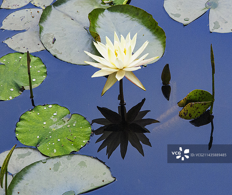 初夏盛开的睡莲图片素材