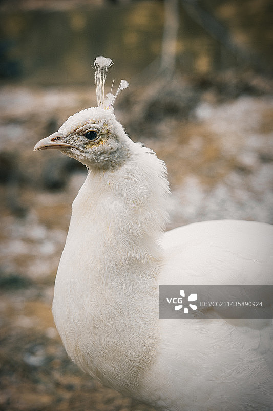 大连行-2图片素材