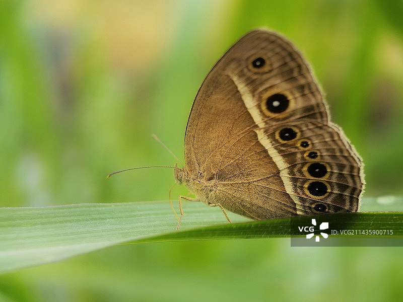 立夏的眼蝶图片素材