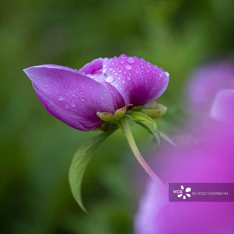 《夏花》图片素材