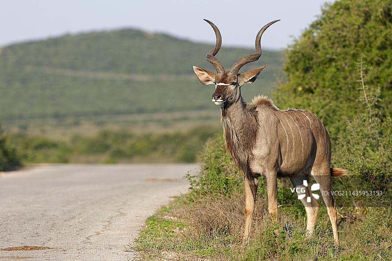 南非阿多大象国家公园成年雄性大羚羊图片素材