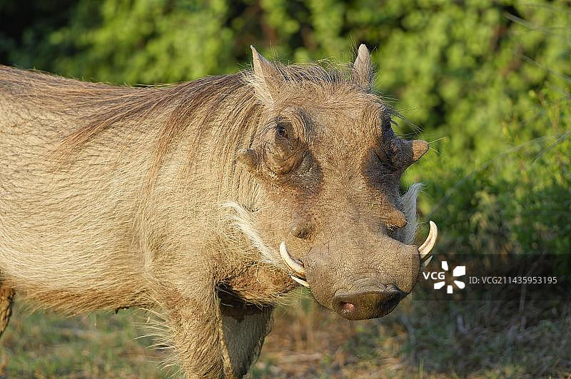 南非阿多大象国家公园的成年普通疣猪肖像图片素材