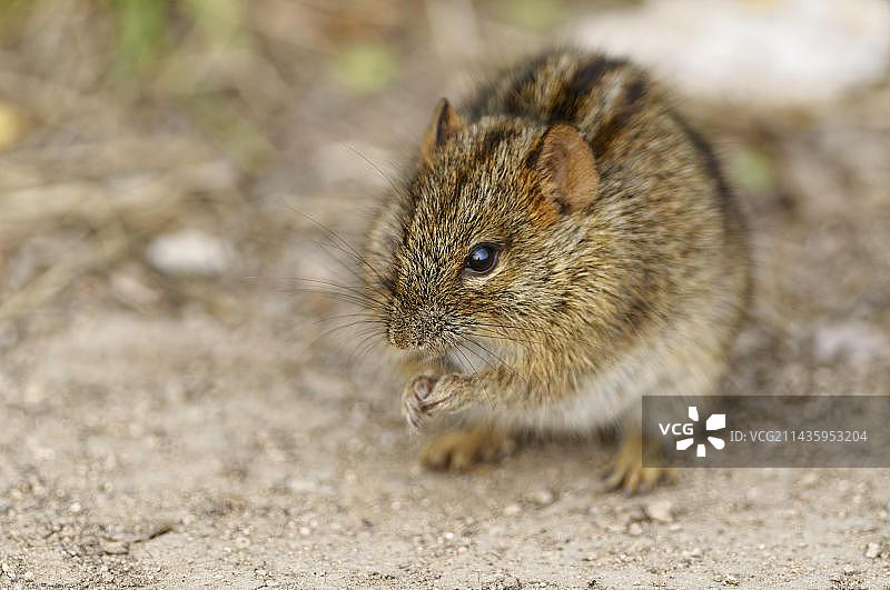 四纹草鼠，成年动物双腿站立面向相机，动物肖像，阿多大象国家公园，东开普省，南非，非洲图片素材