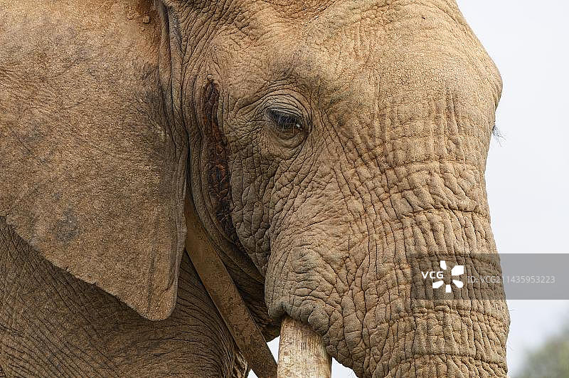 非洲丛林象成年雄性，佩戴无线电项圈，头部特写，动物肖像，位于南非阿多大象国家公园图片素材