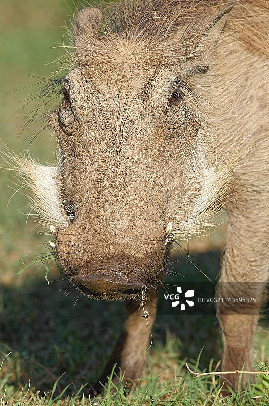 南非东开普省：疣猪觅食特写图片素材
