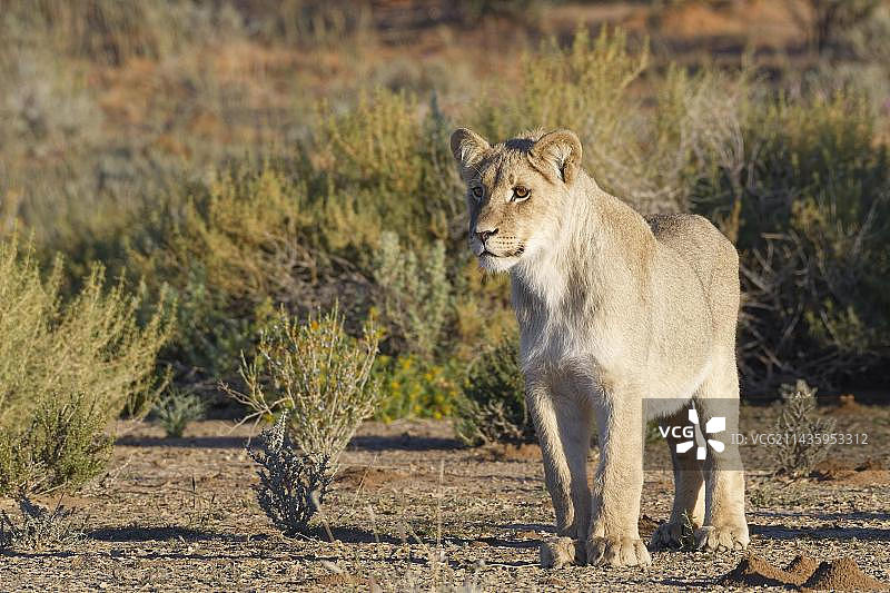 非洲狮，清晨光线下警觉的雄狮，卡拉哈迪跨国公园，南非图片素材