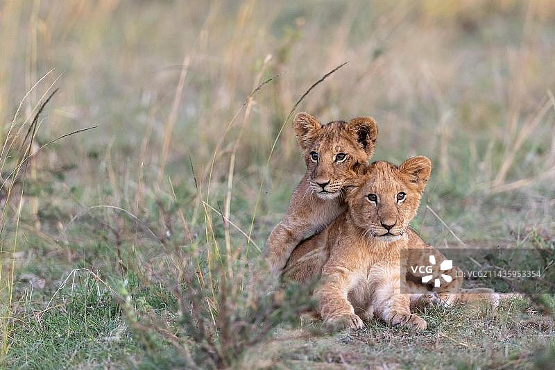 躺在草丛中的小狮子（Panthera leo），肯尼亚马赛马拉国家公园，非洲图片素材